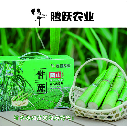 正宗瑞安陶山甘蔗 青皮果蔗 皮薄肉脆 汁水多 净重五斤/箱 现摘先发 顺丰包邮偏远地区不发 商品图0
