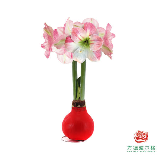 不用浇水的石蜡朱顶红种球！ 粉白花-红蜡 商品图1