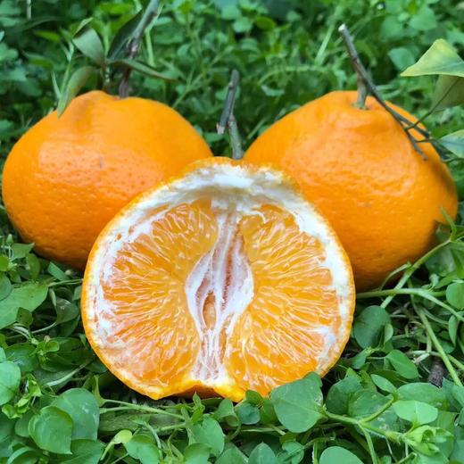 [最农公社]彩箱主推|四川春见耙耙柑5斤8斤小果中果/大果特大巨/无霸果王纯甜微酸 商品图1