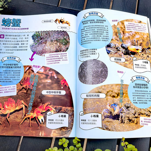 【5-12岁】你没想过的小动物系列(套装4册)超有趣的动物小知识科普书！ 商品图7