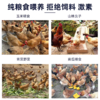 YP 晟世孚众老母鸡套组 500g/袋*10袋（固形物含量≥ 40） 商品缩略图2