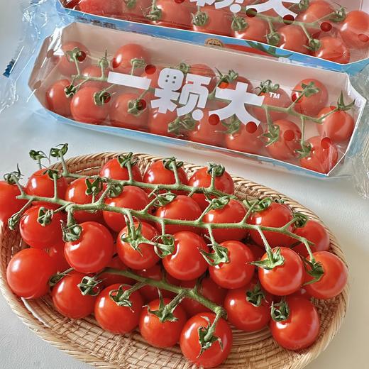 串樱桃番茄 | 优选品种 现摘现发 连枝带叶 成串更新鲜 番茄味鲜明 汁水饱满 低GI高维C 商品图7