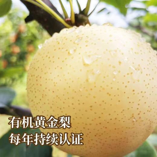 【厂商直发】小空山秋梨膏258g/瓶配料只有梨不加一滴水四季长备包邮 商品图8