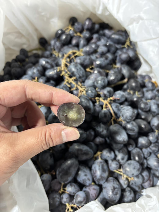 神秘梦境无籽黑提一份约500g 商品图1