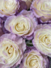 厄瓜多尔进口玫瑰花LAVENDER DIAMOND薰衣草钻石10支 商品缩略图3
