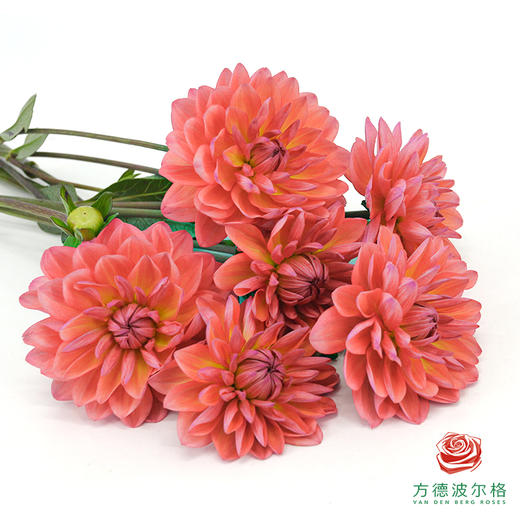 大丽花-珊瑚红 商品图1