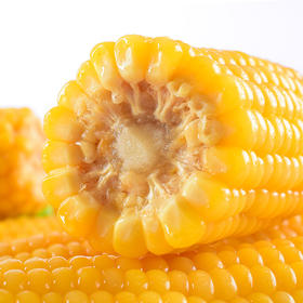 吉林【黄糯玉米】粒粒饱满 香甜软糯 自然醇香 生态玉米 东北富硒黑土地种植！