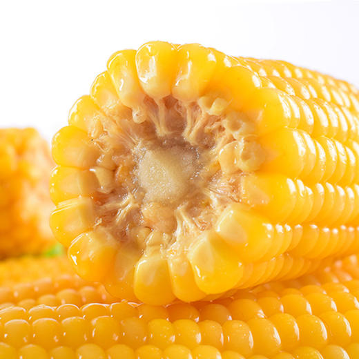 吉林【黄糯玉米】粒粒饱满 香甜软糯 自然醇香 生态玉米 东北富硒黑土地种植！ 商品图0