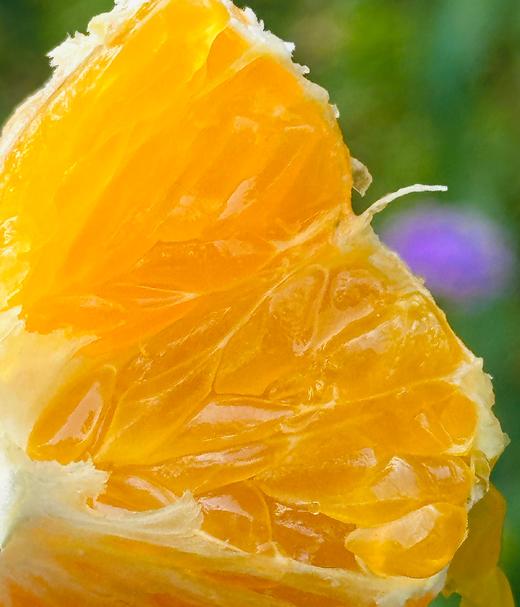 探蜜熊大雅柑|推荐一款柑橘，探蜜熊大雅蜜柑，限量版，柔软脆绿的皮轻轻一扯就全开了，里面藏着一片片的柔情蜜意，清新又温暖，难忘～ 商品图6