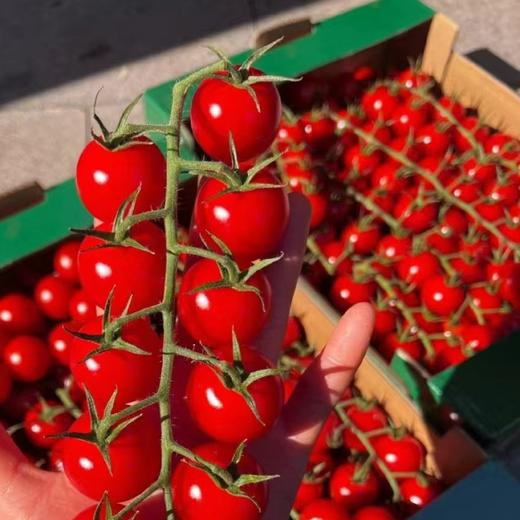 串樱桃番茄 | 优选品种 现摘现发 连枝带叶 成串更新鲜 番茄味鲜明 汁水饱满 低GI高维C 商品图5