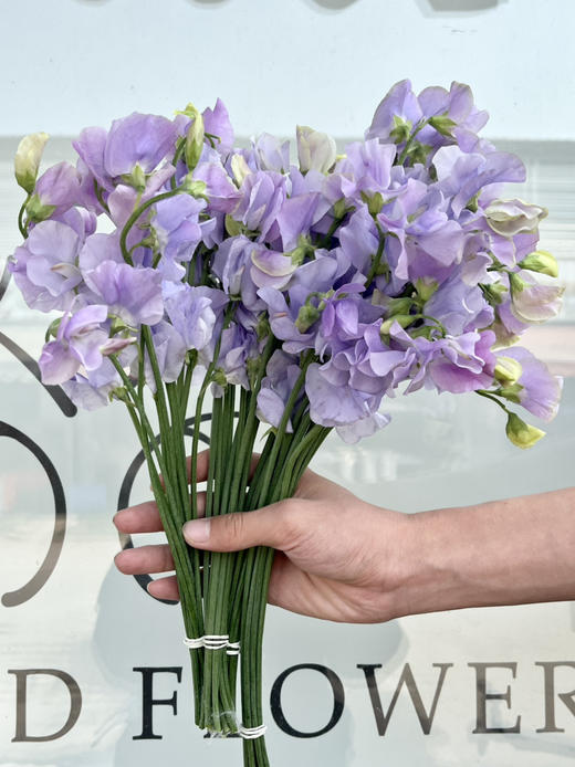 国产花材-【豌豆花】浅紫色 商品图4