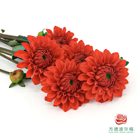 大丽花-红石榴 商品图1