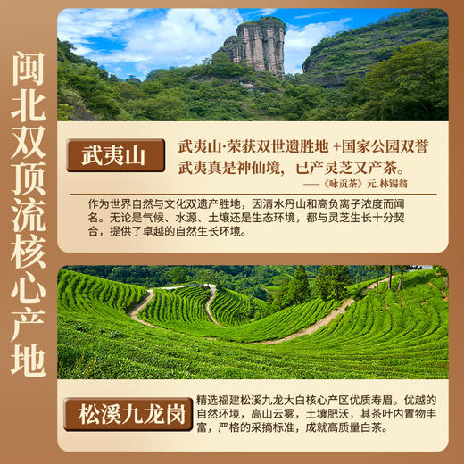 元生泰 有龙则灵.灵芝白茶 3g*16泡/盒 武夷山紫灵芝+福建松溪白茶 商品图2