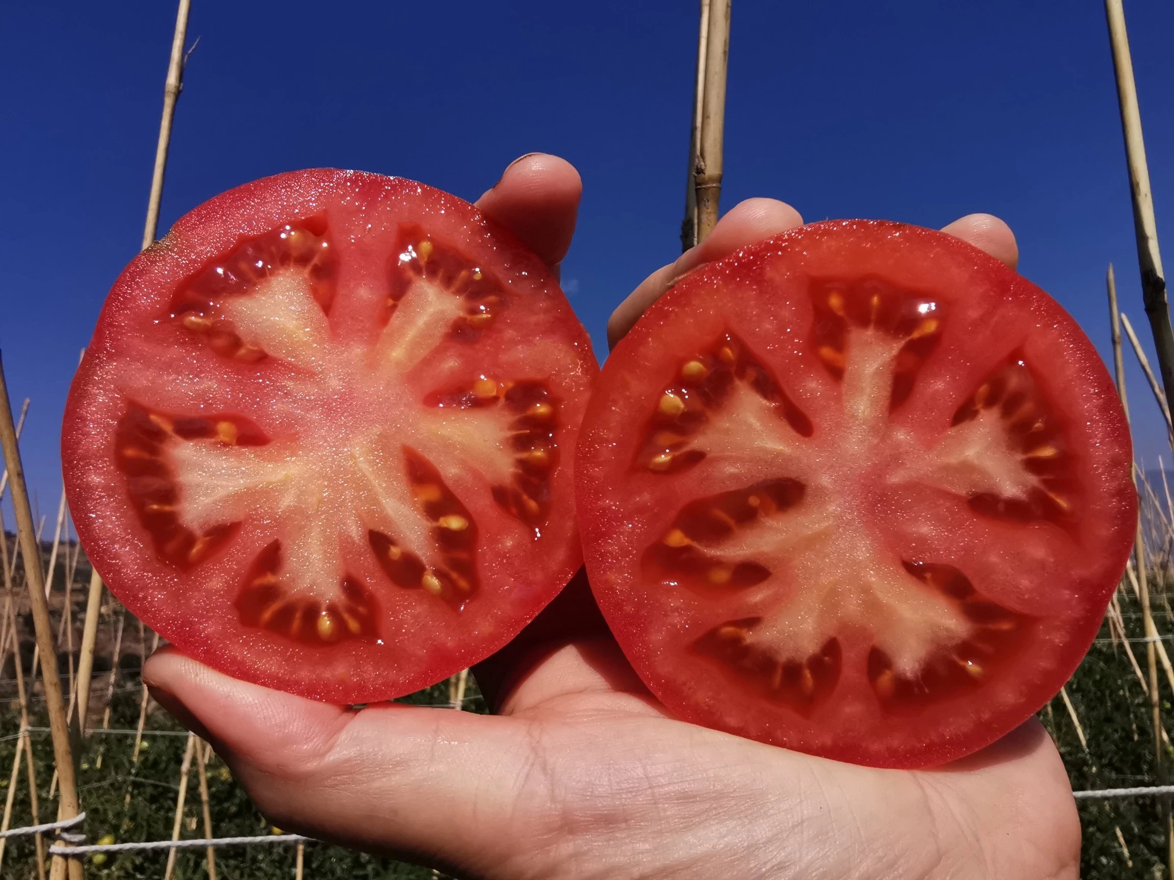 合作产品/攀枝花露天生态种植番茄净重4.5斤。下单后一周后发货