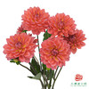 大丽花-珊瑚红 商品缩略图0