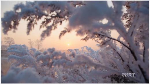 1月12日【颂•雪 黑龙江】扎龙，五大连池，大平台库尔滨雾凇、林海奇石雪松7天 商品图7