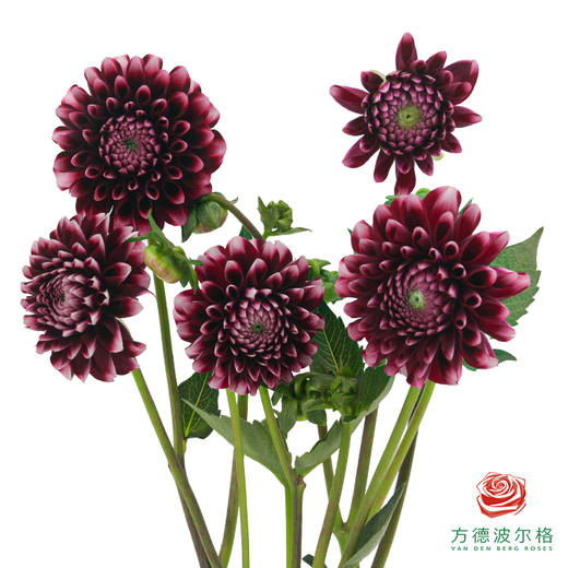 大丽花-罗美莉亚 商品图0