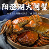 阳澄湖大闸蟹 | 原产地直采 新鲜到家 肉肥黄满 脚长黄毛 每只螃蟹都有身份证 扫码可溯源 死蟹不足称包赔  鲜活大闸蟹&礼赠蟹卡同步发售 商品缩略图8