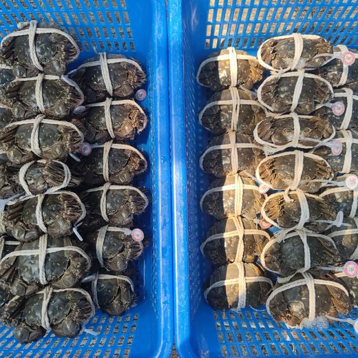 阳澄湖大闸蟹 | 原产地直采 新鲜到家 肉肥黄满 脚长黄毛 每只螃蟹都有身份证 扫码可溯源 死蟹不足称包赔  鲜活大闸蟹&礼赠蟹卡同步发售 商品图2