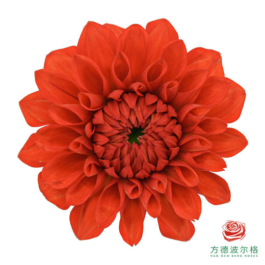 大丽花-红石榴 商品图2