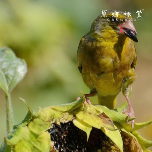 生态葵瓜子（成都仓库-顺丰快递 ）| 生瓜子100g/袋，来自山西大同，生产者：赵飞【合作生产，公平贸易】 商品图7
