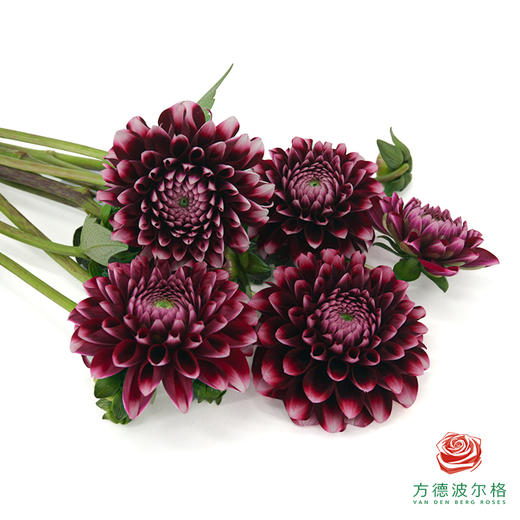 大丽花-罗美莉亚 商品图1