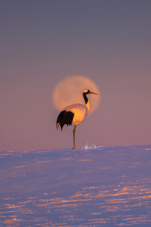 1月12日【颂•雪 黑龙江】扎龙，五大连池，大平台库尔滨雾凇、林海奇石雪松7天 商品图3