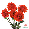大丽花-红石榴 商品缩略图0