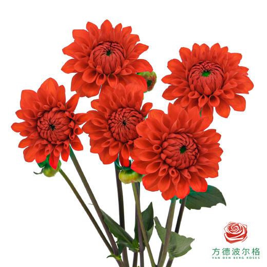 大丽花-红石榴 商品图0