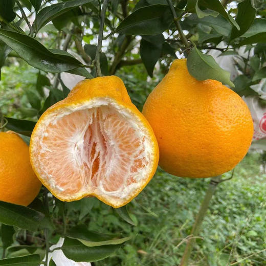 [最农公社]彩箱主推|四川春见耙耙柑5斤8斤小果中果/大果特大巨/无霸果王纯甜微酸 商品图3