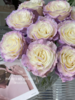 厄瓜多尔进口玫瑰花LAVENDER DIAMOND薰衣草钻石10支 商品缩略图1