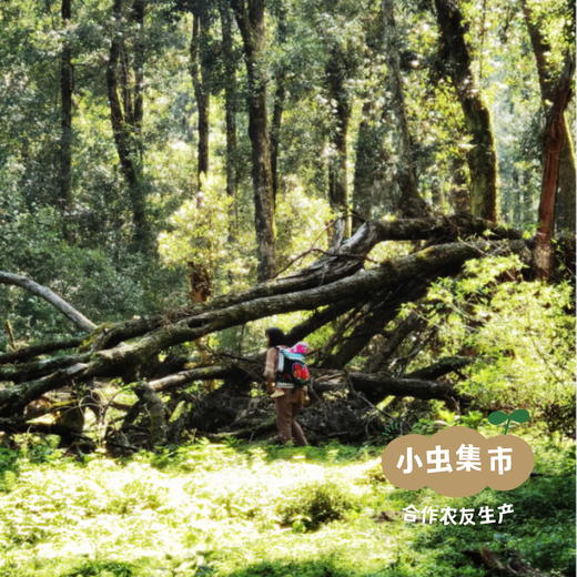 云南深山野生青花椒 100g/瓶 | 合作农友生产，产自云南永仁，生产者：康丽 ＆【公平贸易农人定价】 商品图11