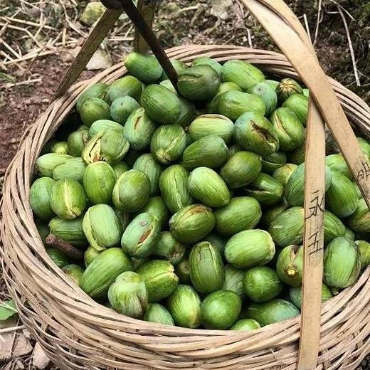 梦娴自己最爱吃的坚果之一《香榧子》且是老树香榧，今年10月新果！手工烤制，壳薄易剥，既香美又松脆！黑衣易去，枣仁般大小，好吃的停不下来，薄盐手烤，健康美味！ 商品图3