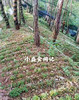 霍山仿野生铁皮石斛50g 商品缩略图3