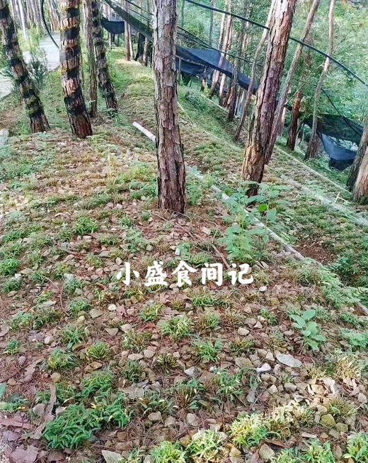 霍山仿野生铁皮石斛50g 商品图3