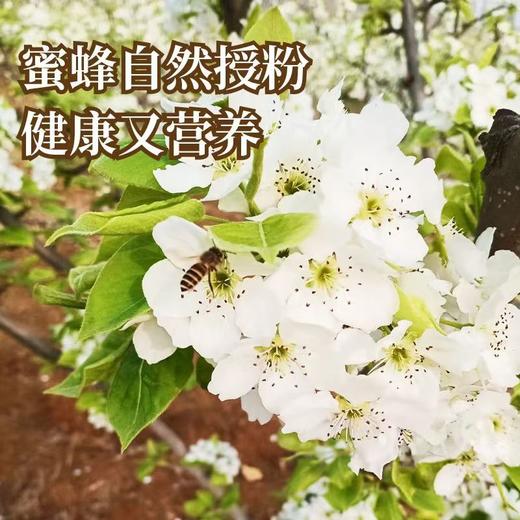 【厂商直发】小空山秋梨膏258g/瓶配料只有梨不加一滴水四季长备包邮 商品图9