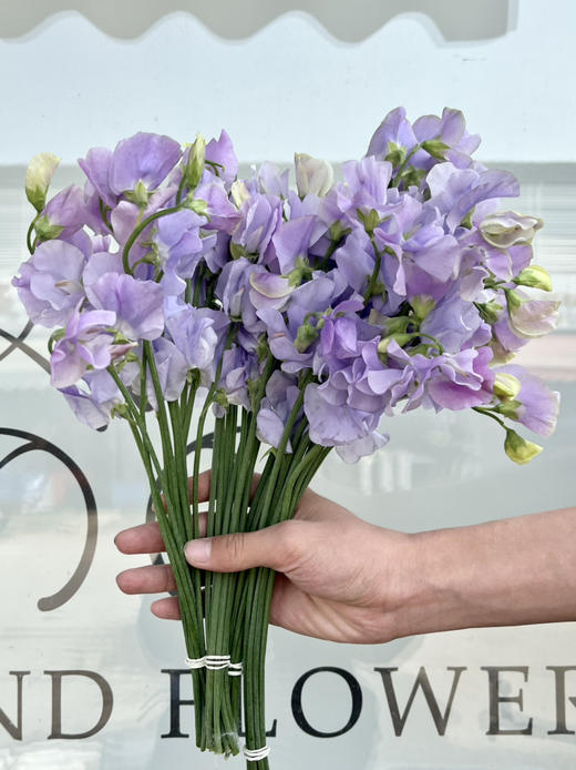 国产花材-【豌豆花】浅紫色 商品图3