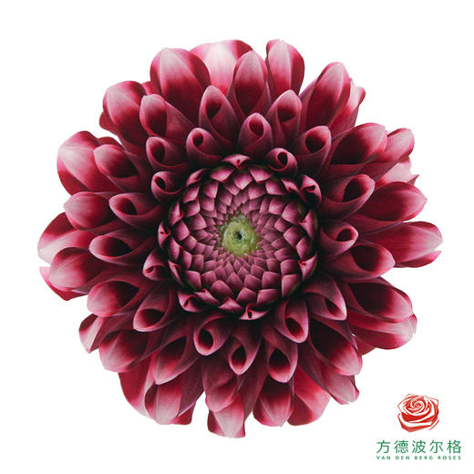 大丽花-罗美莉亚 商品图2