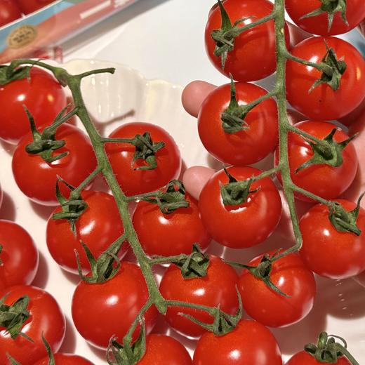 串樱桃番茄 | 优选品种 现摘现发 连枝带叶 成串更新鲜 番茄味鲜明 汁水饱满 低GI高维C 商品图4