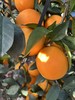 赣南脐橙5kg 商品缩略图3