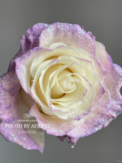 厄瓜多尔进口玫瑰花LAVENDER DIAMOND薰衣草钻石10支 商品图2