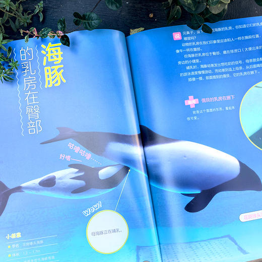 【5-12岁】你没想过的小动物系列(套装4册)超有趣的动物小知识科普书！ 商品图10