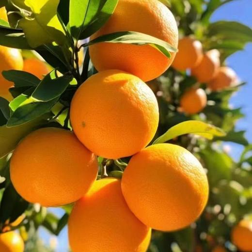 太空橙（脐橙） 约5斤/箱  |水果 商品图1