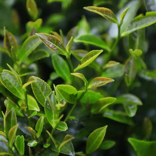 吉顺号普洱茶2019年紫鹃春茶紫芽紫叶普洱生茶100g/饼 商品图3