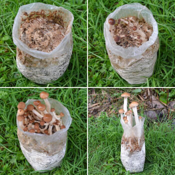 茶树菇250g 商品图3