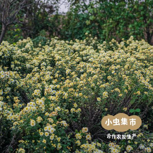 【2025年新菊】生态老品种怀菊花 50g/罐*2 | 合作农友生产，产自河南焦作，生产者：王红亮、亢天利、李永胜 *【公平贸易农人定价】 商品图12