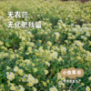 【2025年新菊】生态老品种怀菊花 50g/罐*2 | 合作农友生产，产自河南焦作，生产者：王红亮、亢天利、李永胜 *【公平贸易农人定价】 商品缩略图2