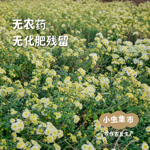 【2025年新菊】生态老品种怀菊花 50g/罐*2 | 合作农友生产，产自河南焦作，生产者：王红亮、亢天利、李永胜 *【公平贸易农人定价】 商品图2