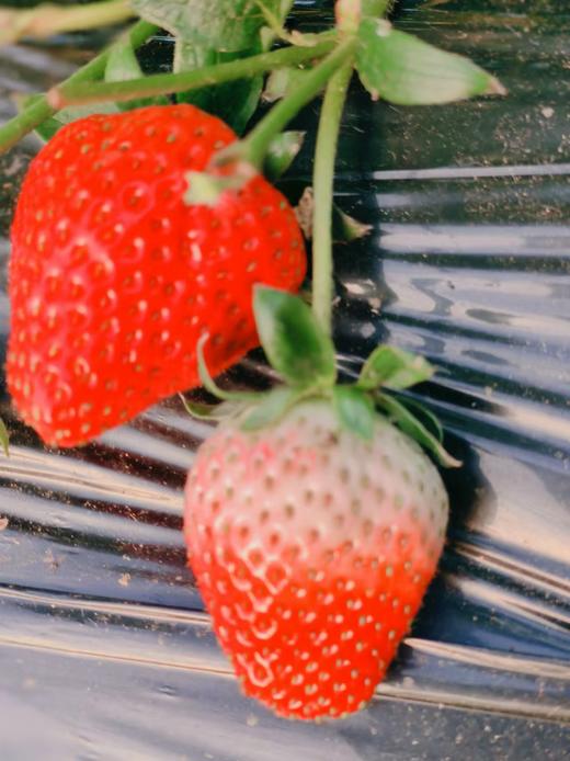 【限时福利59.99元/箱】【鸿翠园有机草莓】 商品图10