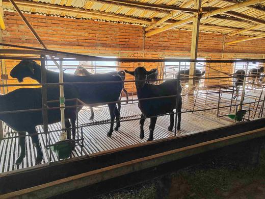 有机黑山羊｜满150元包邮｜周五发 商品图4